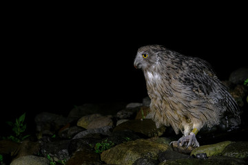 Blakiston's fish owl portrait