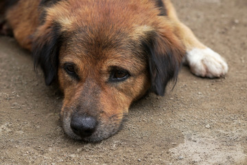 Dog lay on the ground like a dying dog