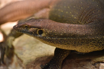 Wild Reptile