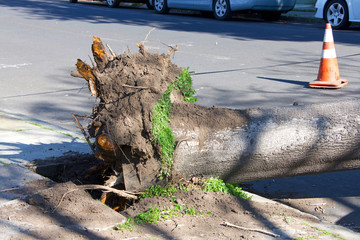 Large tree ripped from the ground, roots severed from high wind velocity. Root shown ripped from sidewalk.