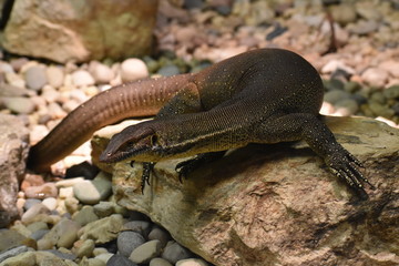 lizard on rock