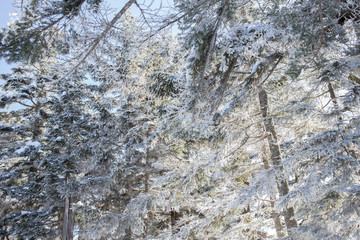 winter background with snow cover pine trees 