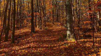 autumn in the forest