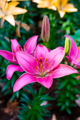 Lilies Flowers Bouquet  in the garden. Spring Flowers