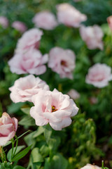 Close-Up of flowering Lisianthus or Eustoma plants in garden