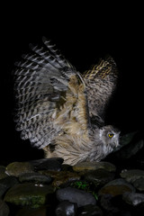 hunting Blakiston's fish owl portrait