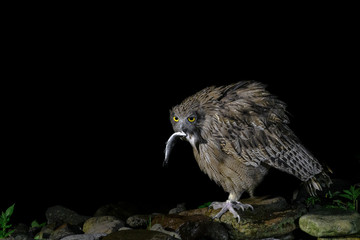 Blakiston's fish owl holding a fish portrait