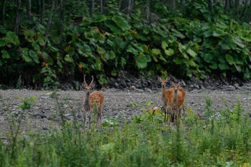 group of yezo sika deer near the river