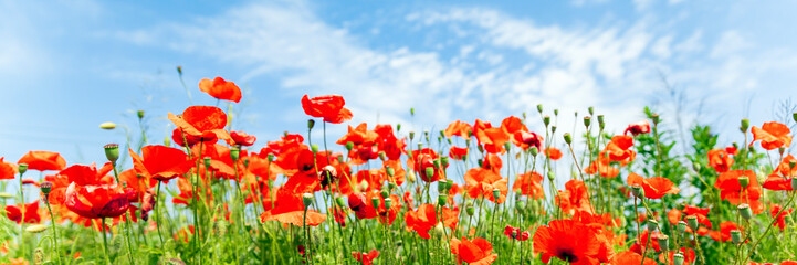 Red poppy flowers on sunny blue sky, poppies spring blossom, green meadow with flowers