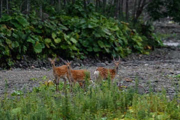 group of yezo sika deer near the river