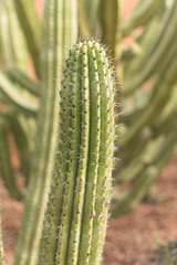 Close up of desertic green cactus in a sunny day