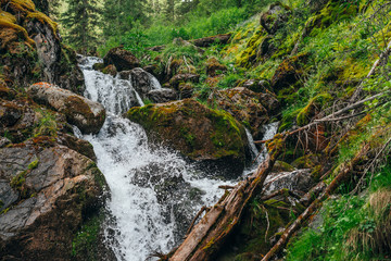 Obraz premium Scenic landscape with beautiful waterfall in forest among rich vegetation. Frozen motion of splashes. Clear spring water. Atmospheric woody scenery with mountain creek. Wild plants and mosses on rocks