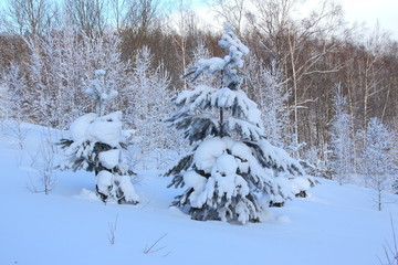 Spruce in the snow