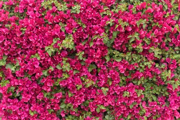 Green and pink foliage at front view