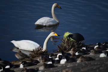 白菜を食べに来たおとなしい雰囲気のオオハクチョウの成鳥。オオバンがいます。日本、千葉県。2020年2月