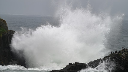 ocean wave and great cormorant