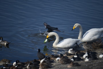 白菜を食べているオオハクチョウの成鳥。日本、千葉県。2020年2月