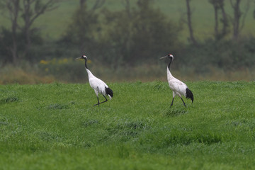 couple of red crowned crane walking on the grass