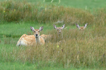 yezo sika deer group resting on the grass