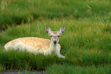 yezo sika deer resting on the grass
