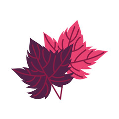 grape plant leaf nature icon