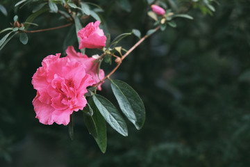 Twig of pink azalea flowers. Azalea garden.