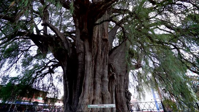 Arbol del Tule the widest tree trunk in the world and over 1,400 years old. - Santa María del Tule, Oaxaca, Mexico. Tilt down video.