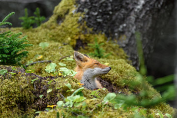 sleepy japanese red fox resting on a mossy tree stump