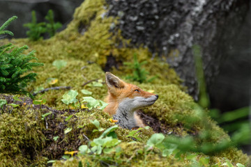 sleepy japanese red fox resting on a mossy tree stump