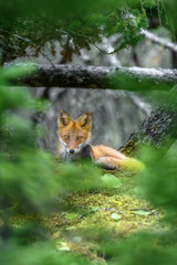 Naklejka na ściany i meble sleepy japanese red fox resting on a mossy tree stump