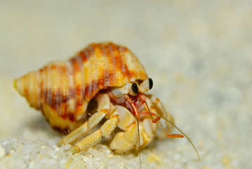 Hermit crabs strolling on the white sand beach,at Ko Adang, Satun province, Thailand. It uses empty shells to hide one's self and living.