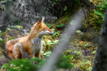 japanese red fox standing on a mossy tree stump