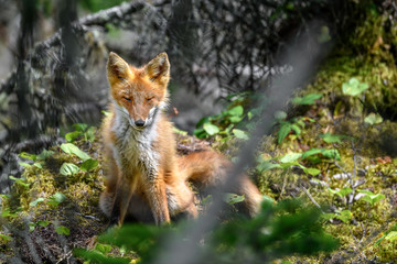 japanese red fox standing on a mossy tree stump