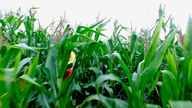 Farmer walking into tall green corn field crops and disappears