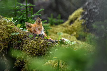 sleepy japanese red fox resting on a mossy tree stump