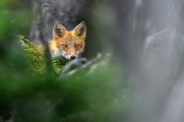 Japanese red fox head popping out foliage