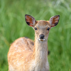 Japanese sika deer fawn close up portrait