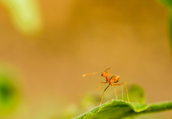 Ants climbing on tree , outdoor  Chiangmai Thailand