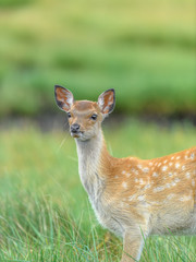 Japanese sika deer fawn close up portrait