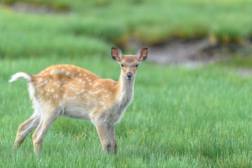 Japanese sika deer fawn