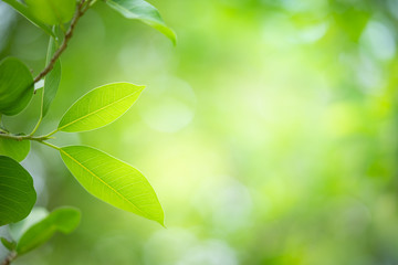 Fototapeta na wymiar Closeup nature view of green leaf on greenery blurred background under sunlight in garden with copy space for text. Natural green plant landscape for ecology and fresh wallpaper concept.