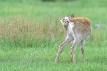 Japanese sika deer fawn grabing its tail