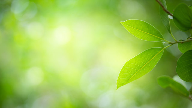 Close up nature view of green leaf on greenery blurred background under sunlight in garden with copy space for text. Natural green plant landscape for ecology and fresh cover page concept.