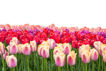 Spring coloful tulip bulb flower field isolated on white background