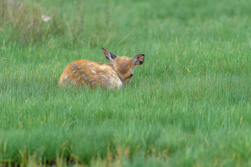 yezo sika deer fawn resting on the grass