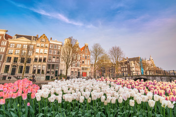 Amsterdam Netherlands, city skyline at canal waterfront and bridge with spring tulip flower - obrazy, fototapety, plakaty