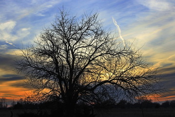 tree at sunset with a colorful sky in Kansas.