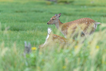 Mother sika deer feeding milk to fawn