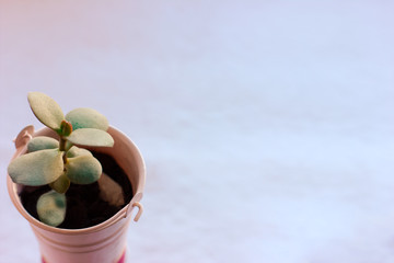 mini succulent plant for office. spring gardening concept. office green plants. succulent in pink pot.