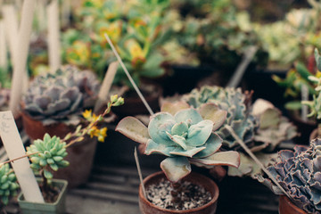 succulents for sale